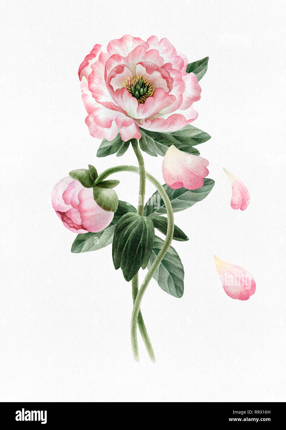 Blumenstrauß aus schönen Aquarell Pfingstrosen auf weißem Hintergrund. Botanik aquarell Pfingstrosen für Design, Postkarten, Banner, Embleme, Abbildungen Stockfotografie