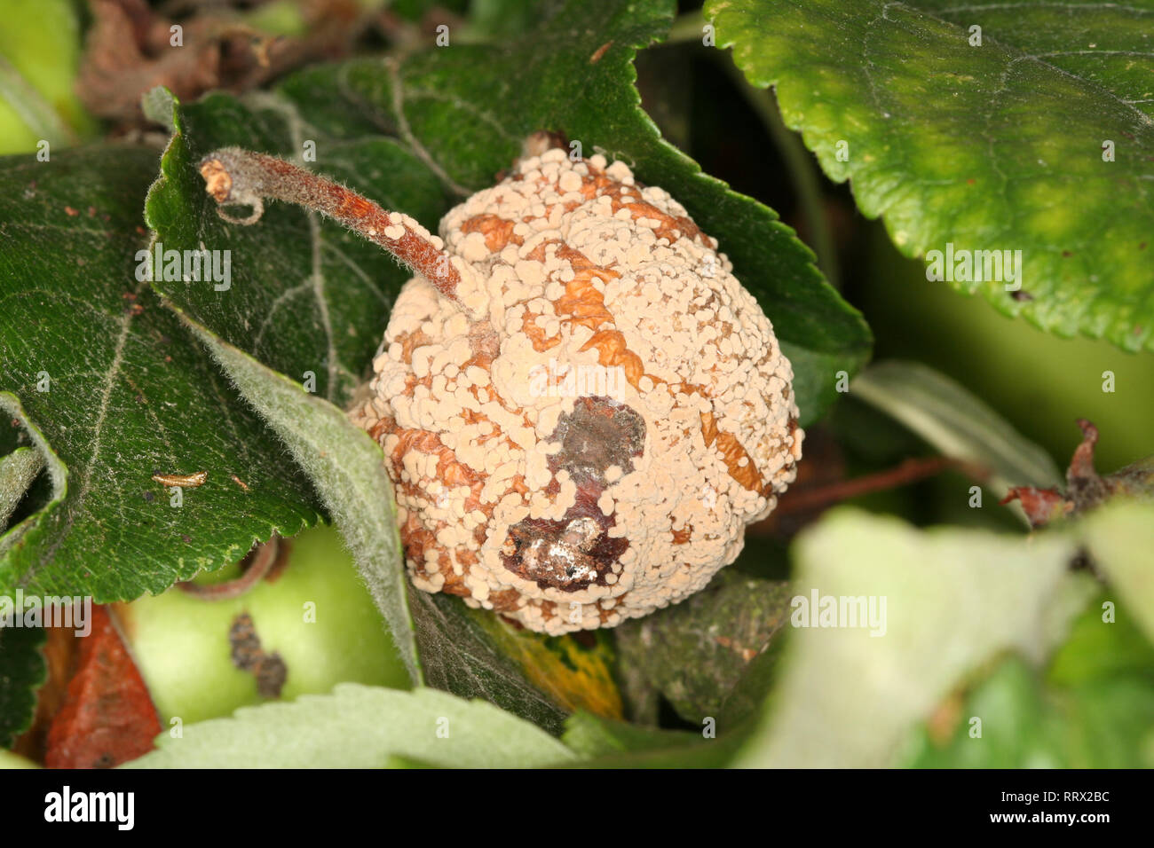 Pilzerkrankung schleimkrankheit von Steinobst Bäume Monilinia fructigena auf Apple Obst Stockfoto