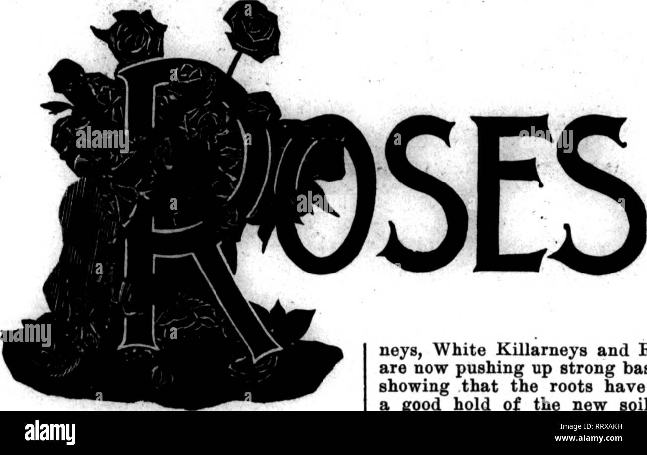 . Floristen Review [microform]. Blumenzucht. 14 A.^. U • Floristen^ Rezension 8 KPTEMBBB 26., 1912., die stark gefüttert wurden herrliche waren, weit übertreffen der Teil der Felder, wo wenig Dünger verwendet wurde. Herr Wintzer sagt, dass die Canna haben muss Raum, Dünger und Wasser, sein Bestes zu tun. Alle drei geben, frühe Aussaat und die modernen Sorten von Cannas hinzufügen fünfzehn oder sechzehn Blumen zu jeder Anlage Ertrag. Es erscheint ungewöhnlich, aber es ist häufig getan. Die neueren Sorten von CANNAS sind wunderbar: Glanz, Rundumleuchte, Jungfrau von Orleans, Woreley, mit Frau Conard, Olympisch, und viele, eingestuft werden. Stockfoto