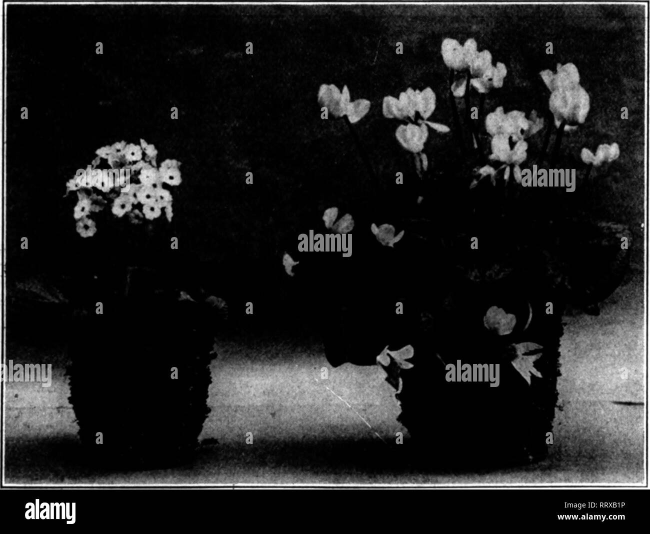 . Floristen Review [microform]. Blumenzucht. ?"., V-'"", T/,..-^np. iYWP7T^- 24 Die Floristen^ Bewertung Dezember 12, 1912. Bestellen Sie nur drei kurze Wochen ihren Vorrat für den Urlaub] Besser jetzt bestellen erhalten, während sie Wahl Pflanzen bekommen können, so dass Sie ha Sie bereit, wenn Sie den RUSH kommt. Wir haben 70.000 squai Füße auf die wachsende aller Arten von blühenden und dekorativen Pflanzen ai ohne Frage sie sind auf dem gleichen hohen Standard wie unsere Schnittlinie f Lo'ers. Überragende Qualität, niedrigste Preise. Kentia Forsteriana Kentia Belmoreana je 100 $ 35,00 Höhe jedes Doz. 4 - in der 14. bis 16. $ 4. Stockfoto