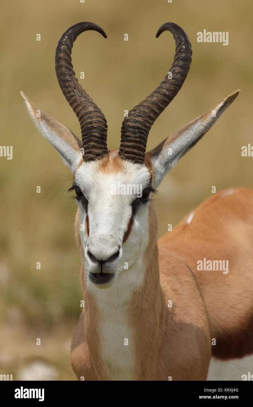 Closeup Full Face Springbok Antilopen mit gebogenen Hörnern Stockfoto