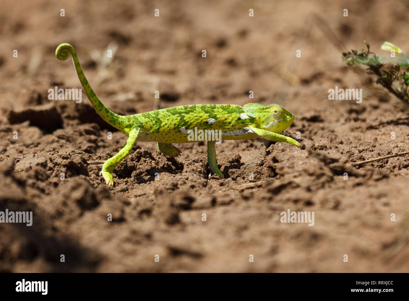 Nahaufnahme von kleinen bunten grün gestreifte Echse mit weißen Flecken zu Fuß Stockfoto