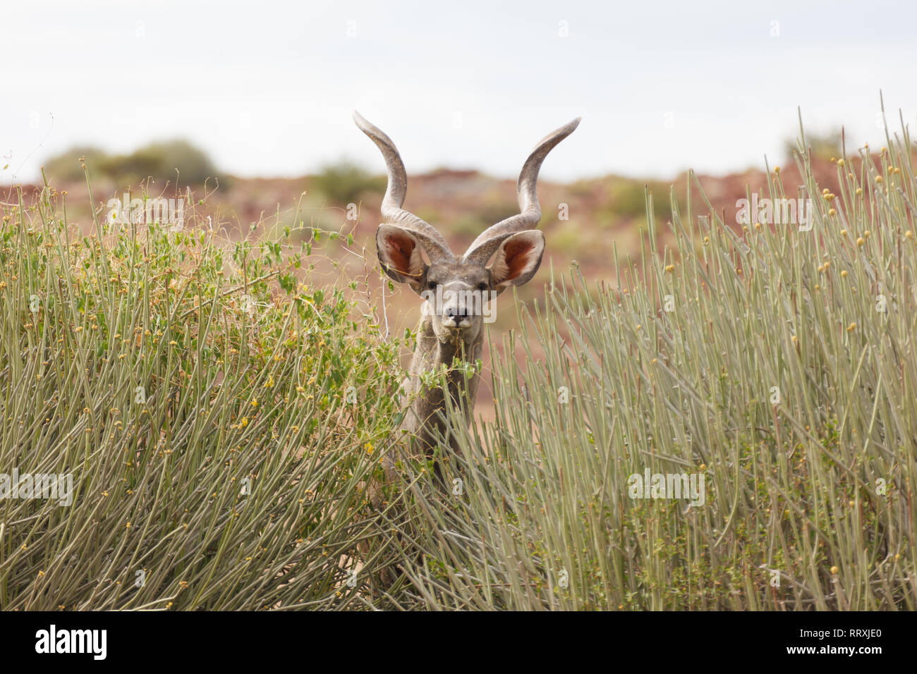 Männliche Kudu, Spirale Antilope gehörnten, Peers durch hohes Gras an der Fotograf Stockfoto