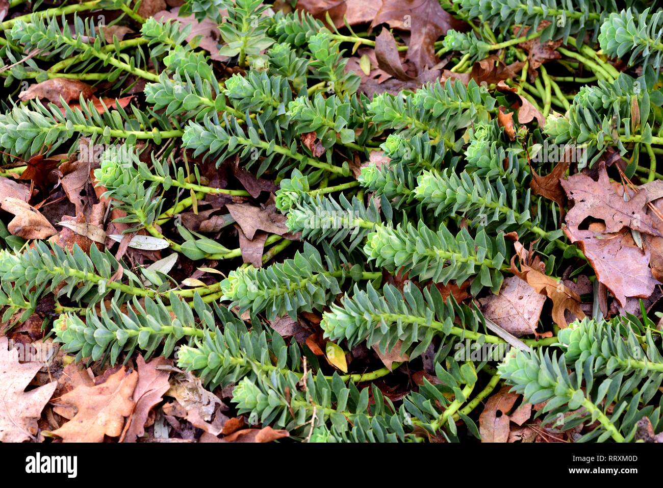 Euphorbia Myrsinites Stockfoto