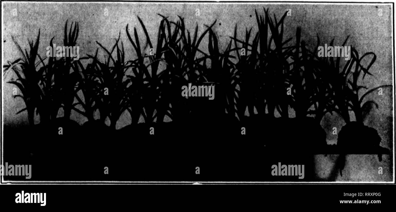 . Floristen Review [microform]. Blumenzucht. NOVEMBKU 7, 1912. Die Floristen^ Review 66 und Beerdigung. Chrysanthemen sind nun von ihrer besten Seite. Während die California Mamas nicht ganz Bo viel im Beweis gibt es reichlich home-grown Material, um ihren Platz einzunehmen. Die Kleinblütige und einzelne Sorten sind stärker gewachsen als in den vergangenen Jahren verwendet, und Sie fügen die Nützlichkeit der Blume, die viel in Dekorationen verwendet. Carna-tionen sind jetzt Ankunft in Menge und werden in der Regel von erstklassiger Qualität, obwohl einige der Stämme würde Wetten werden - ter mit ein wenig mehr Luft. Der Verkauf ist gut Stockfoto