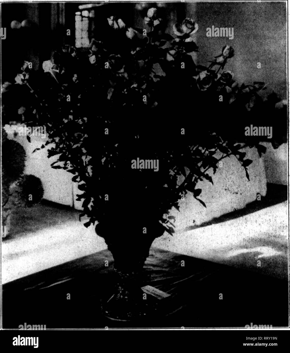 . Floristen Review [microform]. Blumenzucht. November 14, 1912. Blumen die Floristen^ Review 23 Aussteller waren Vergangenheit, noch die Qualität angemessen war. Silver Cup Der chrysantheme Gesellschaft für zehn Blüten einer Sorte wurde von Jak gewonnen. MacDonald, Gärtner, J. H. Ottley, Glen Cove, N.Y,, mit feinen Blumen der Wm. Turner. Andere herrliche Exponate in dieser Klasse waren die Turner von Jos. Kennedy, gar-dener für Frau J. A. Lyle, von Tenafly, N.J., und F.E. Nash von Wm. Vert, Gärtner für Howard Gould, von Fort Washington, N.Y., fünf Blüten der Wm. Kleinheinz wurde durch Chas. gewonnen H. Totty, Madison, N. Stockfoto
