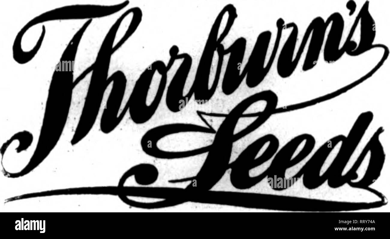 . Floristen Review [microform]. Blumenzucht. ?^ Jr*'. (Wenn^'f fV. "^V&gt;. 48 Die wöchentliche Floristen' überprüfen. Apbil 4, 1912. ASTER BUCH FÜR FLORISTEN jetzt bereit. Fragen Sie nach kopieren. James's Vick Söhne Rochester. N.Y. MentloD Fsme Review wben sie schreiben. erwartet, dass in jeder Einrichtung zwischen hier und Des Plaines zu nennen. Otto Wittbold sagt die Osterlilien am Edgebrook Gewächshäuser de - eher entwickelte Wetter als Ex]) e&lt;' Ted und er erhält einen fairen Anteil der Me- dium und langen Stielen. Die Gruppenbildung ist schwierig wegen der Regen und der Schnee schmelzen - ing, einige der Straßen sein al Die meisten Unpassierbar. Stockfoto