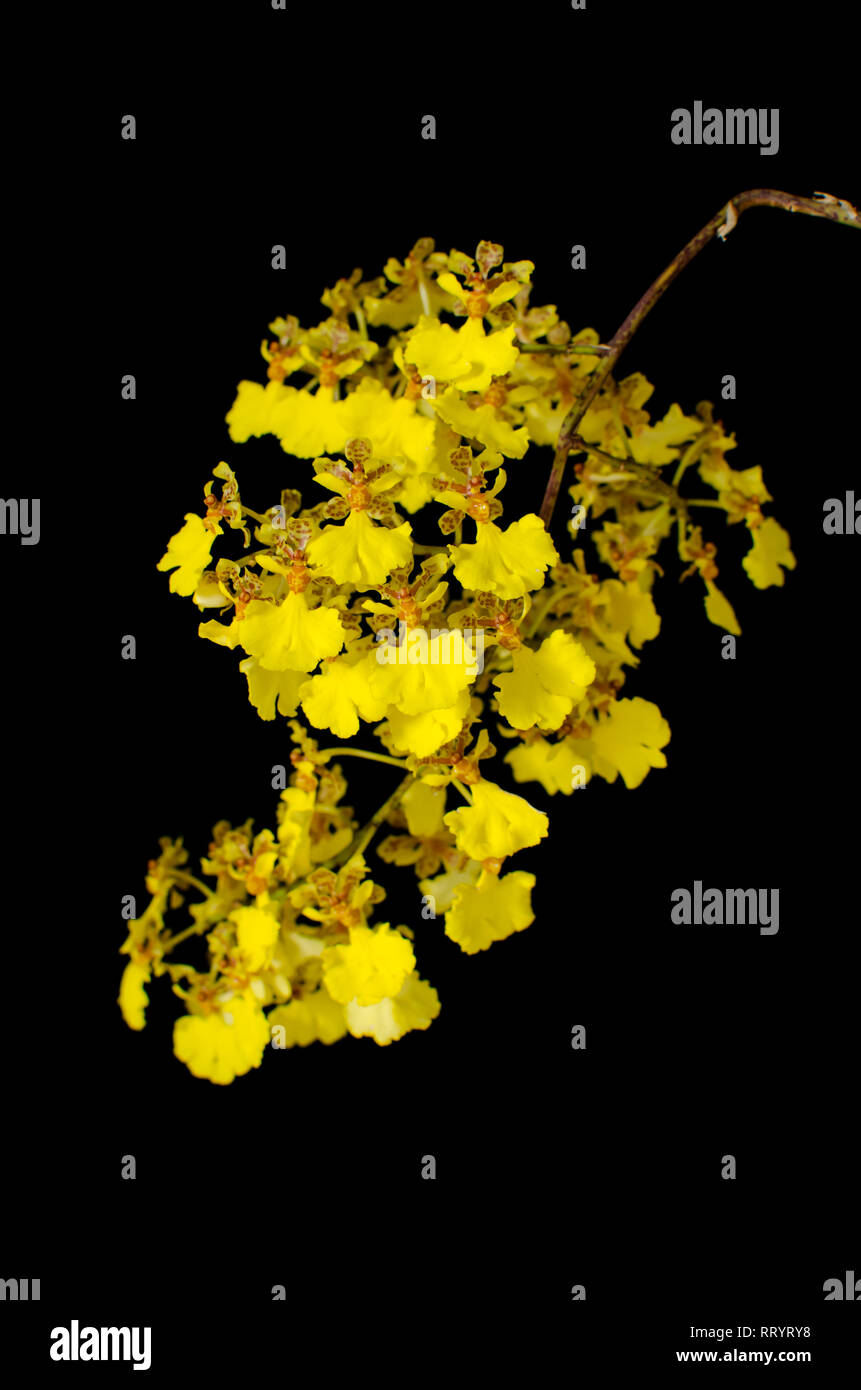 Trichocentrum nudum Stockfoto