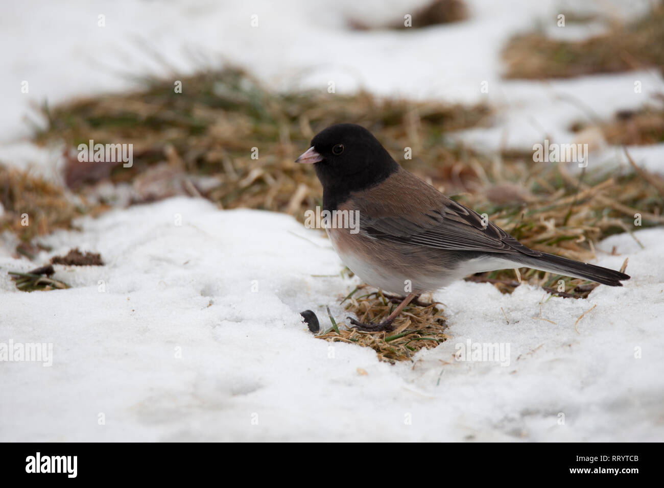 Junco sitzen auf dem Boden inmitten von Schnee Stockfoto