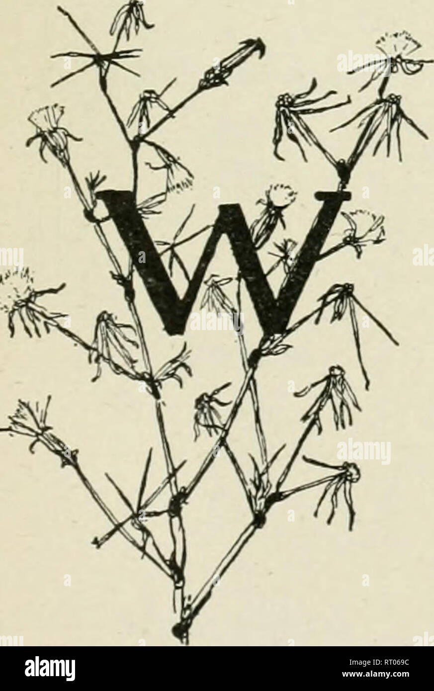 . Jahresbericht des landwirtschaftlichen Experiment Station. Der Cornell University. Landwirtschaftliche Experiment Station; Landwirtschaft - New York (State). Ergänzung zu Mome IRature = Stub^ Kurs durch die Collegre der Landwirtschaft der Cornell Universität veröffentlicht, im Oktober, Dezember, Februar und April und Oktober I, 1904, in Ithaca, New York, als zweiter Klasse Sache, unter dem Gesetz des Kongresses vom 16. Juli 1894. ANNA BOTSFORD COMSTOCK, Editor neue Serie. Vol. II. ITHACA, N.Y., Dezember - Januar, 1905-6 Nr. 2 ANLAGE STUDIE AH Tag schneit es: Die bedeckten Post glänzt im Trüben wie ein Geist; den ganzen Tag die verwüsteten Stockfoto