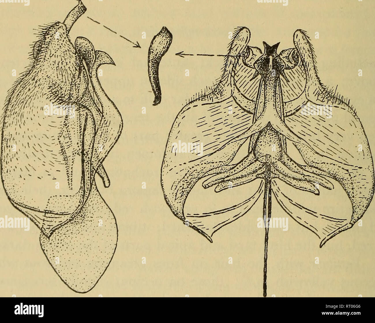 . Annalen der South African Museum = Annale van sterben Suid-Afrikaanse Museum. Natürliche Geschichte. keine ANNALEN DER SOUTH AFRICAN MUSEUM in bestimmten Lichter auf der Innenseite des antennal Gemeinsame 3 und auf genal Teil der Gesichtsschädel. Flügel eher längliche, glasigen Glasigkeit, irisierend, mit einer leichten gelb weißlich subopacity an der Basis und in den rippenbögen Zelle; Venen dunkel oder braun, der ersten Ader, falsch Venen und Adern an Extreme Base eher gelblich; Axillar lobe und sogar alula etwas breiter als in Psammophila; Mitte der Vene nur über Mitte der scheibenförmigen Zelle; apikalen Biegung der zweiten Ader rounde Stockfoto