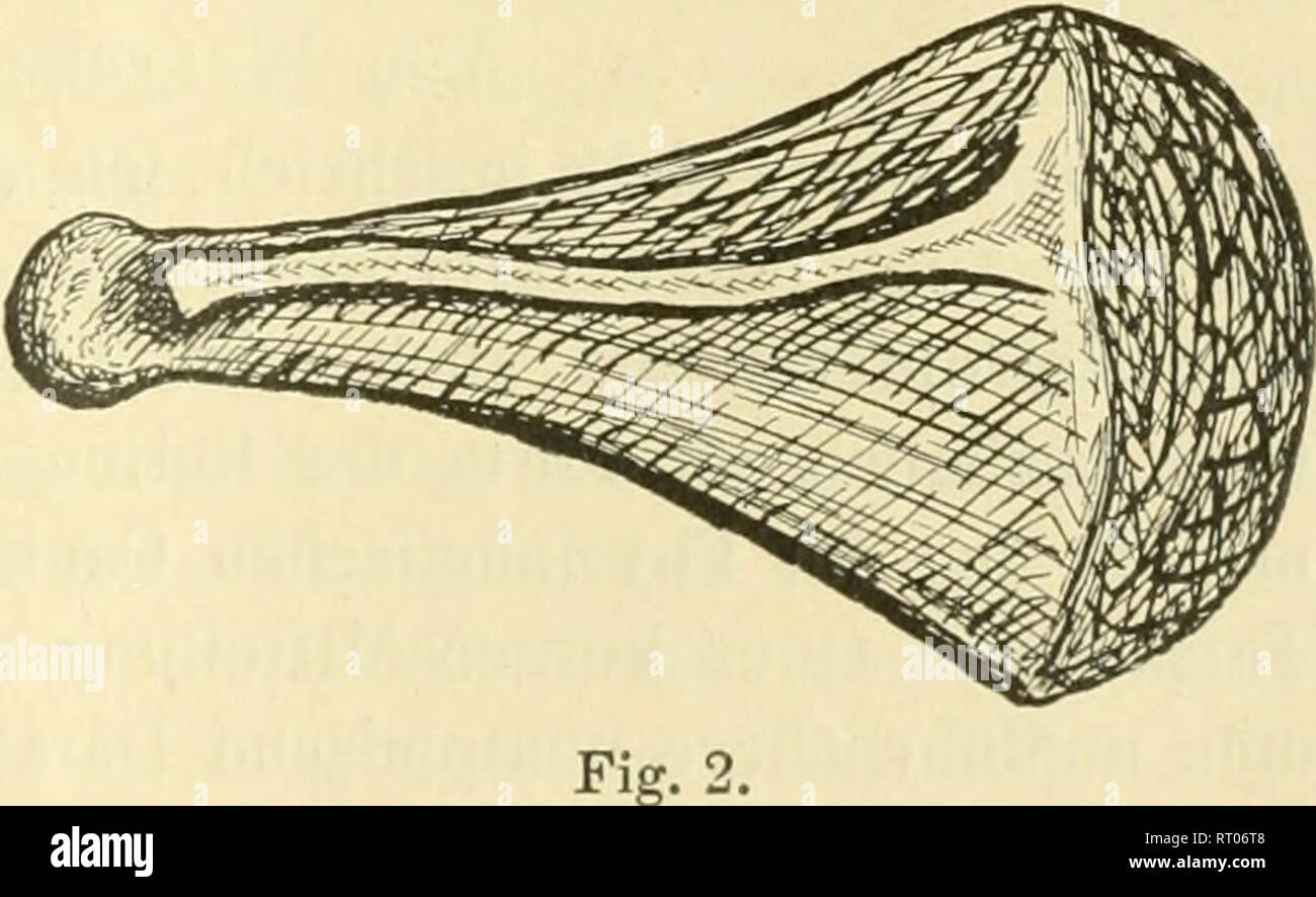 . Anatomischer Anzeiger. Anatomie, Vergleichende; Anatomie, Vergleichende. M. sterno-cephalicus Fascia superficialis M. trapezius M. latissimus dorsi M. triceps Distal, accessorisclier Muskels M. pectoralis profundus et superficialis Ventrale (Brust). Abb. 1. Fäden erkennen, die hauptsäch- lich in der kranial-kaudaler Rich-tung verlaufen. Bemerkenswert Krieg noch ein beiderseits ent-Wickeltes Muskelchen vom Aus-sehen des Sternalis, das (s. Abb. 1), in der Stoßfängerverkleidung super-ficialis entspringend, Kaudal-wärts verlief und mittels einer Platten, sich fächerförmig aus- Breitenden Sehne in der Stoßfängerverkleidung lumbodor Stockfoto