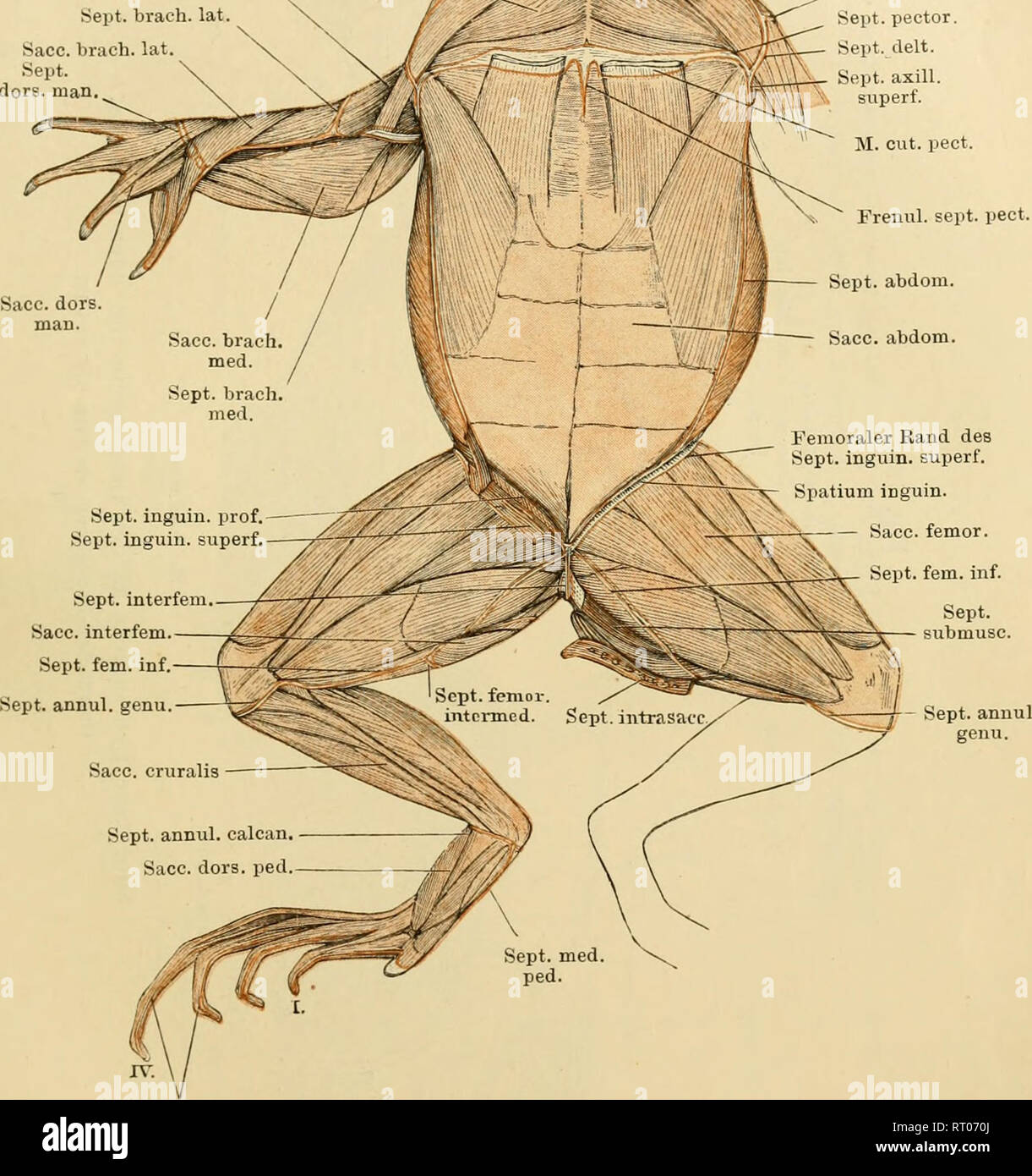 . Anatomie des Frosches. Frösche; Amphibien. Sept. cervic. Sept. dors. scap. Seilt, pector. Sept. delt. Sept. axill. superf.. Septen Marge. dig. Subcutane Lymphe sacke an der Venlralseite von Rana esculenta. Darstellung - wie Abb. 135. Der hintere Rand des M. subhyoideus ist nach vorn hin umgeschlagen, um den auf seine dringenden Recessus Dorsalfläche des Saccus großer Brustmuskel zu zeigen. Rechterseits ist das Septum inguinale Profundum stehen gelassen, ebenso kurze Abschnitte des Septum inguinale superficiale und des S. abdominale. Linkerseits Sindh sterben genannten Lamellen fortgenommen, und damit ist da Stockfoto