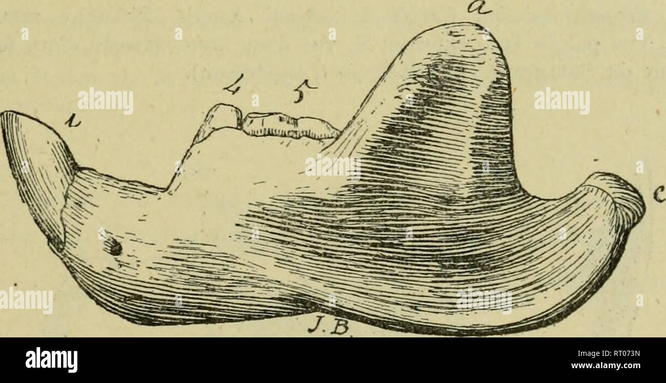 . Anales del Museo Nacional de Buenos Aires. Natural History; Natural History. B. in Abb. 205. Polymaistodon taoensin bewältigen. A, Mandibule avec la Gebiß, Vue d'en Haut, aux Deux Tiers de la Grandeur naturelle, Aprés d'MM. Osborn et Earle-B. Branche mandibulaire gauche, Vue par le cóté externe aux Deux Tiers de la Grandeur naturelle, d'après un moulage envoyé par M. le Prof. Osborn au Musée National de Buenos Aires. Eocéne inférieur des Etats-Unis (puercéen). Le genre Polymastodon (Abb. 205), da tertiaire inférieur de Putschist - Unis, d'une Konformation si spéciale qu'il est le type d'une Fa-mi Est Stockfoto