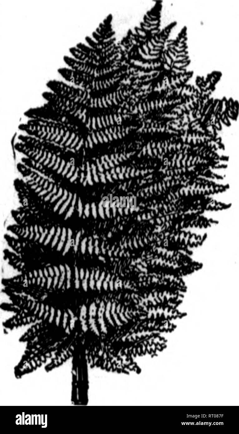 . Floristen Review [microform]. Blumenzucht. MABCH 21, 1912. Die wöchentlichen Floristen^ Review *55. Fancy Farne Feinsten bestand im Land $ 2,00 pro 1000 f: 7 TAZ $ 2,00 pro 1000 Ort ihre Daueraufträge bei uns. Die komplette Versorgung. btpirte^ Crcei ud bniM Ni | iilu Buketi, $ 2,28; 6 Körbe Mck, $ 2,00 Gaiiz Lenei, fnei ui krnn fer 1000, 1.2S Gnei Lemtkie Spriys, txtri Fii "Pro 1000, 7 iO-BczwNd pro lb, 20c; pro Benutzung, 60 Ibi., 7.B0 WUd Smilu 60 Ib., S. OO SpbatBin Nan lar | e Ballen, 2,80 Vollversorgung Schnittblumen zu allen Zeiten. Michigan Schnittblume Exchange 3840 Bnaiwiy, Detnit, Hick.. Klagegründe Stockfoto