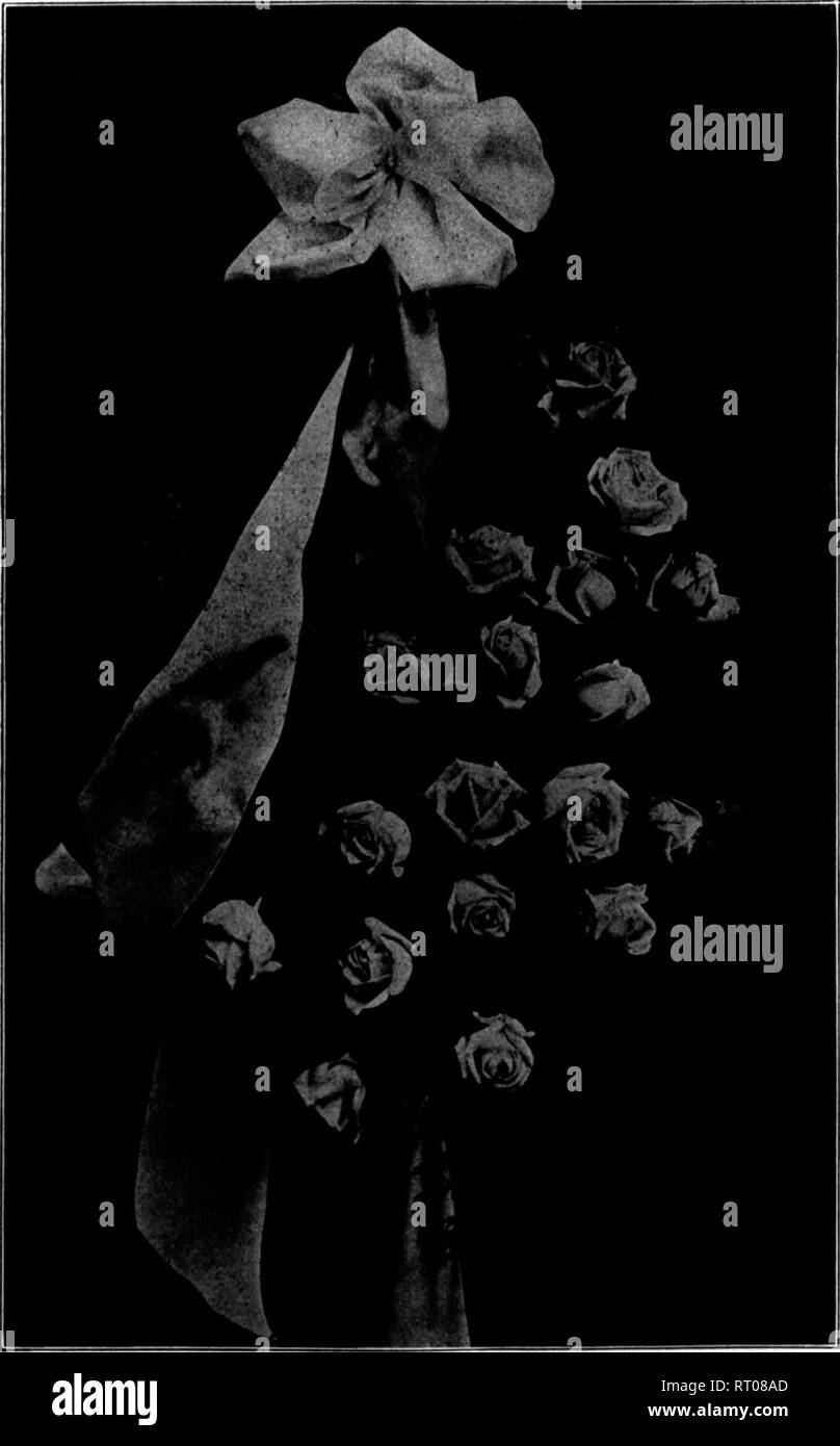 . Floristen Review [microform]. Blumenzucht. 10 Die wöchentliche Floristen' überprüfen. 30. Mai 1912. Und ist rein dekorativ. Daher gibt es keinen Grund für die Zurückhaltung bei der Zusammenstellung der Blumen. Sie Rauswerfen und neben frei. Haben Sie nicht Angst, dass der Umriss. Es wäre besser gewesen, kein Spargel als diese spärlichen Bits verwenden. Eine gut zusammengefasst Bündel der Spargel, mit einigen langstielige Römer auf der linken Seite, vermischt die beiden Elemente von Galax und Nelken haben würde. Was ist die Rosette bug? Es Riegel nichts; es ist nichts gebunden zu werden. Meinten Sie gebraucht wurden, es ist zu spärlich Stockfoto