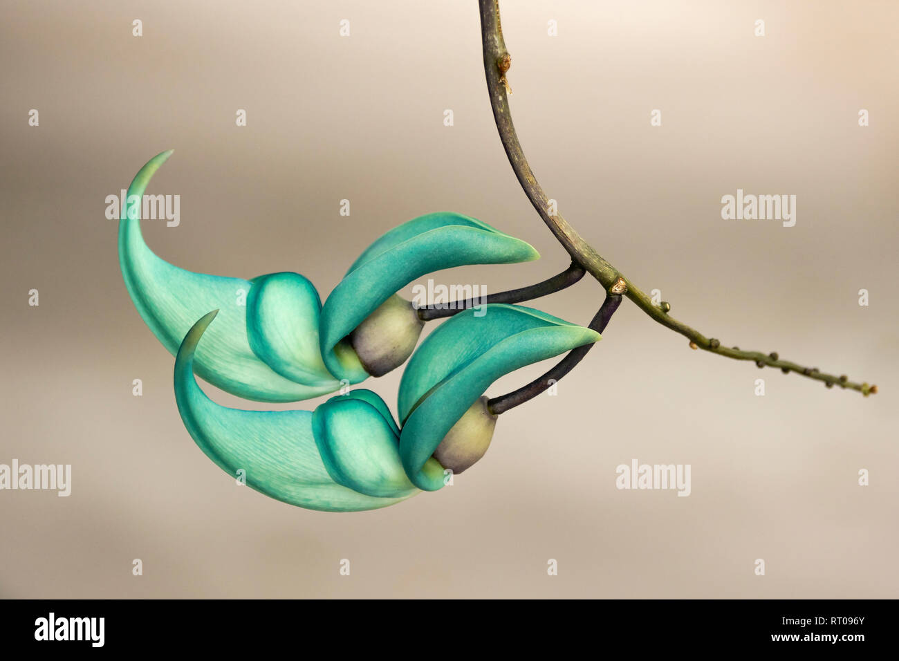 Jade Vine Knospen an Sadie Seymour Botanischer Garten in Hawaii. Stockfoto