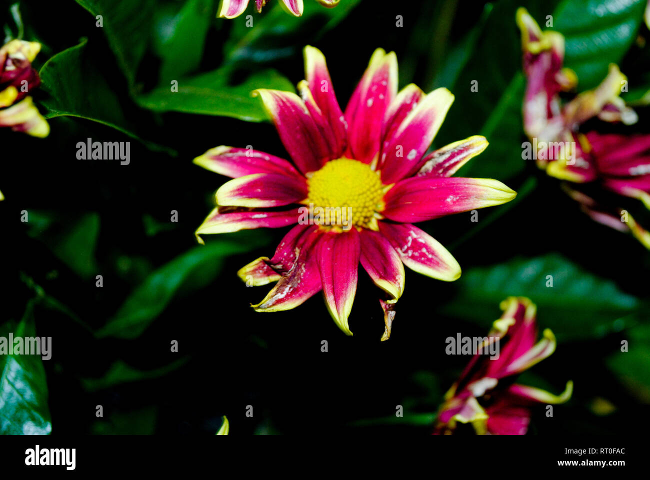 Lila Chrysantheme flowe Stockfoto