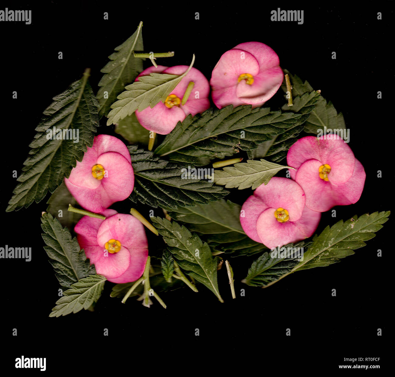 Stapel von Blumen Stockfoto