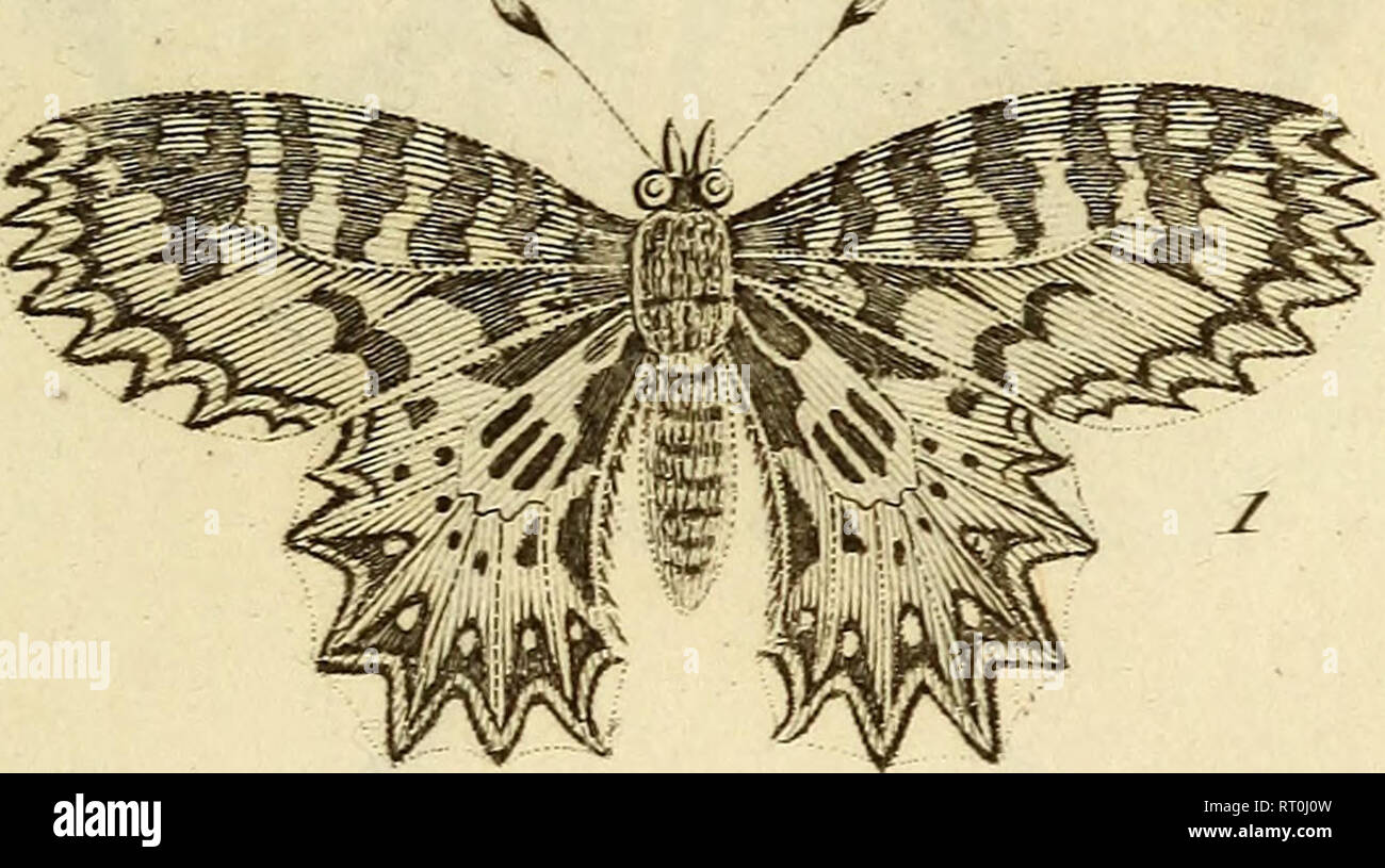 . Atlas des Insectes, Composé de 110 Planches, Représentant la plupart des Insectes décrits dans le Manuel d'histoire naturelle et dans le Manuel d'Entomologie. Insekten. De^ feve I/c/. X. HvjJsile rj. Deuil. Caç 7 (e&amp; Je/dp. 2. Sa CLeiuHe. 5. Petit Perlmutt. Bitte beachten Sie, dass diese Bilder sind von der gescannten Seite Bilder, die digital für die Lesbarkeit verbessert haben mögen - Färbung und Aussehen dieser Abbildungen können nicht perfekt dem Original ähneln. extrahiert. Paris, Roret Stockfoto