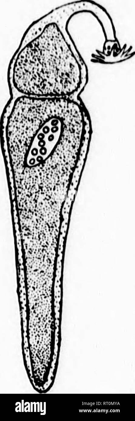 . Ein Lehrbuch der wirbellosen Morphologie [microform]. Wirbellose; Morphologie (Tiere); Invertébrés; Morphologie (ANIMAUX). 8 UBKINGD 0 M PROTOZOEN. 25. Eine relativ große Kern liegt in der Letzteren, und keines bekannt sind pseuilopotlia zu besitzen. In vielen Gregarinida einen gut gekennzeichneten Nagelhaut deckt das Äußere des Körpers (Abb. 11), manchmal deutlich gestreift oder gelegentlich tuberculated. Die kokzidien und viele Gre-garinida zeigen wenig difl'erentiation hinaus, was gesagt worden ist, aber die Gregari - Nida, die Tracheate hosts bewohnen in der Regel das Aussehen des Seins aus zwei Stockfoto