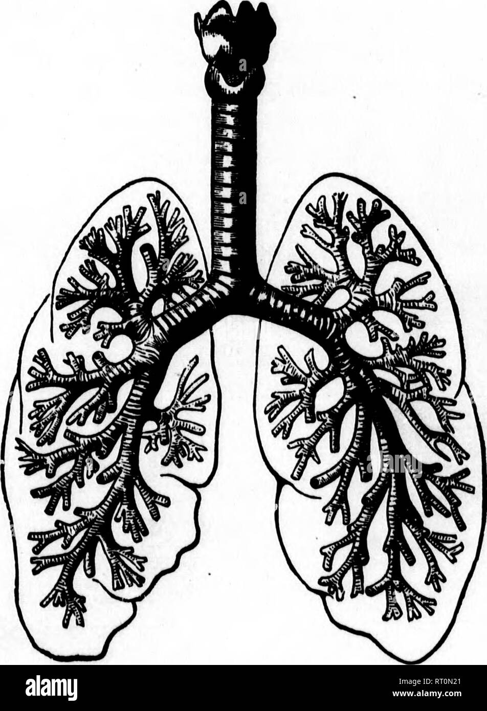 . Öffentliche Schule Physiologie und Mäßigung [microform]. Physiologie; Nervensystem; Erste Hilfe bei Krankheit und Verletzung; Physiologie;, Système Nerveux; Premiers soins. Die Atmung. 93'h, f'" von Kapillaren, und es ist hier die dunkle, unreine Blut, während auf der Durchreise, Teile mit Kohlensäure, und im Gegenzug erhält aus der Luft die erforderliche Sauerstoff. Wie in der allgemeinen System, dieses Netzwerk zu größeren Schiffen sammelt, und das Blut, die sich heute in eine leuchtend rote Farbe geändert, geht es weiter durch die lungenvenen in die Herzen. Fia. SO.- Übersicht über die Lunge mit Kehlkopf, Luftröhre und Bronchien T Stockfoto