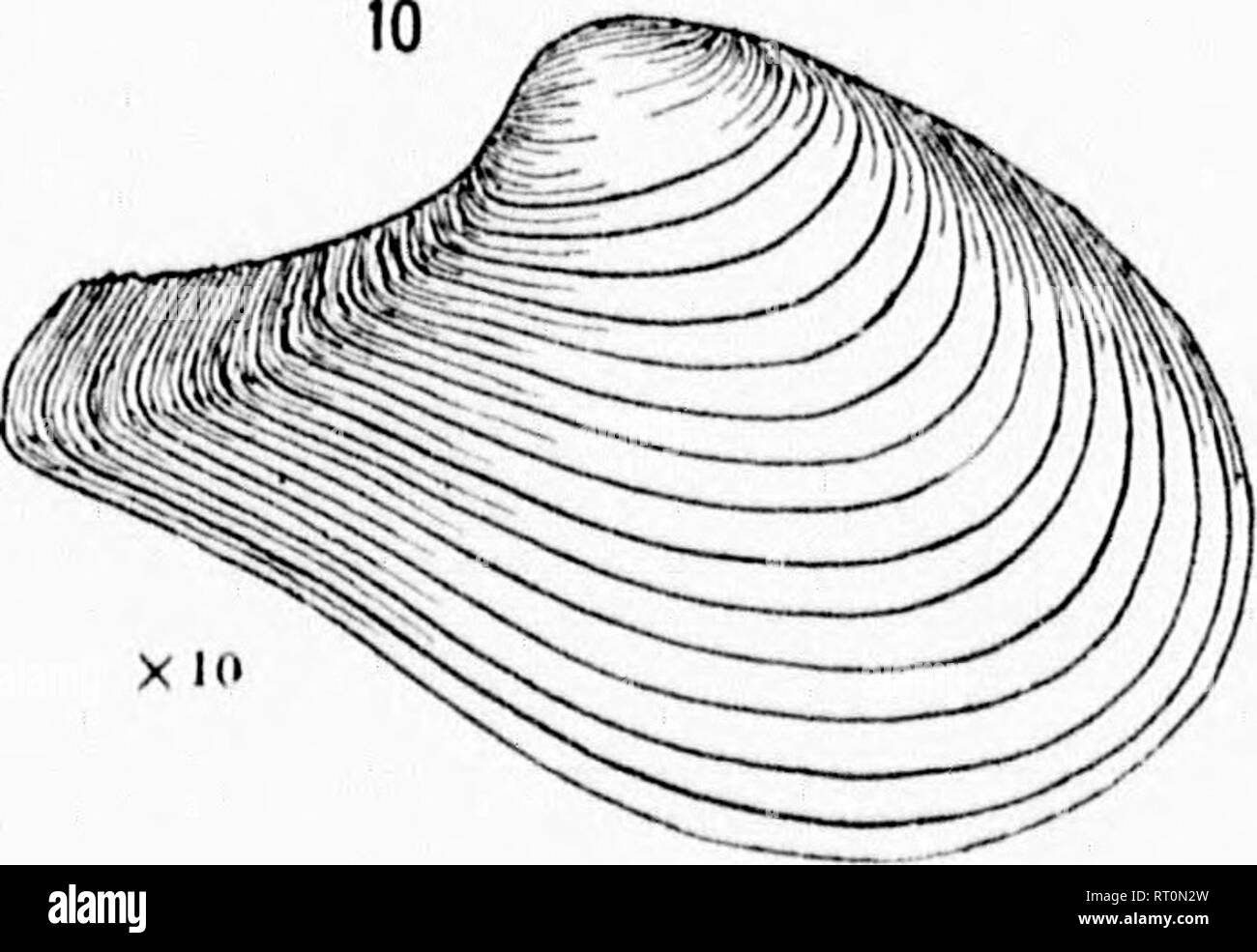 . Revision der Tiefwasser- mollusca der Atlantischen Küste von Nordamerika [microform]: mit Beschreibungen von neuen Gattungen und Arten. Muscheln; Zoologie; Mollusques; Zoologie. . Bitte beachten Sie, dass diese Bilder sind von der gescannten Seite Bilder, die digital für die Lesbarkeit verbessert haben mögen - Färbung und Aussehen dieser Abbildungen können nicht perfekt dem Original ähneln. extrahiert. Verrill, A.E. (Addison Emery), 1839-1926; Bush, Katharine J. (Katharine Jeanette), b. 1845. [Washington? : N. n. Stockfoto