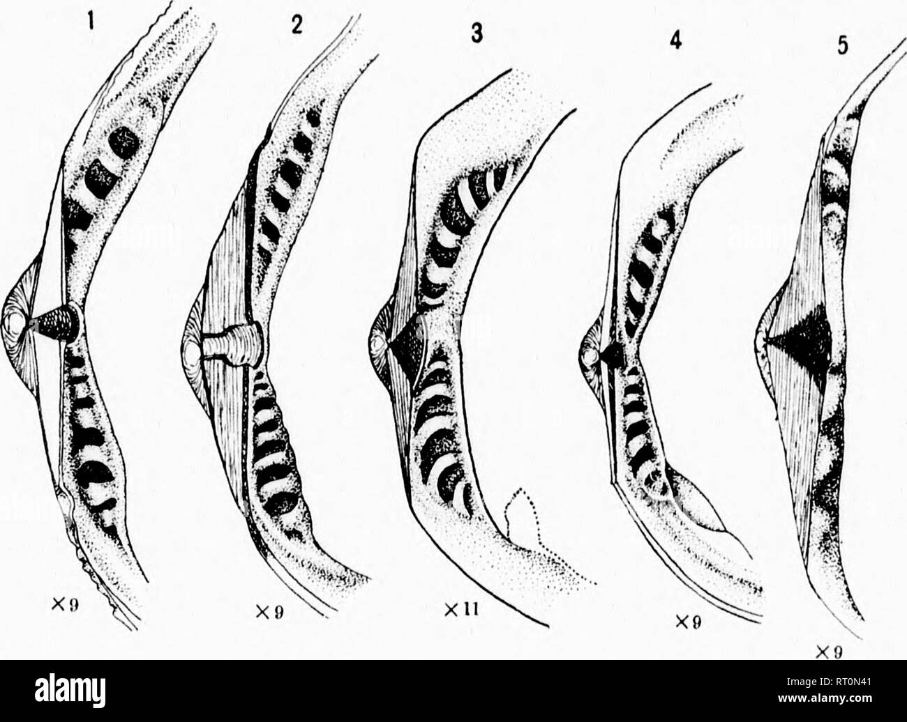 . Revision der Tiefwasser- mollusca der Atlantischen Küste von Nordamerika [microform]: mit Beschreibungen von neuen Gattungen und Arten. Muscheln; Zoologie; Mollusques; Zoologie. Us NATIONAL MUSEUM VERFAHREN. VOL. XX PL. LXXV. Ich. Bitte beachten Sie, dass diese Bilder sind von der gescannten Seite Bilder, die digital für die Lesbarkeit verbessert haben mögen - Färbung und Aussehen dieser Abbildungen können nicht perfekt dem Original ähneln. extrahiert. Verrill, A.E. (Addison Emery), 1839-1926; Bush, Katharine J. (Katharine Jeanette), b. 1845. [Washington? : N. n. Stockfoto