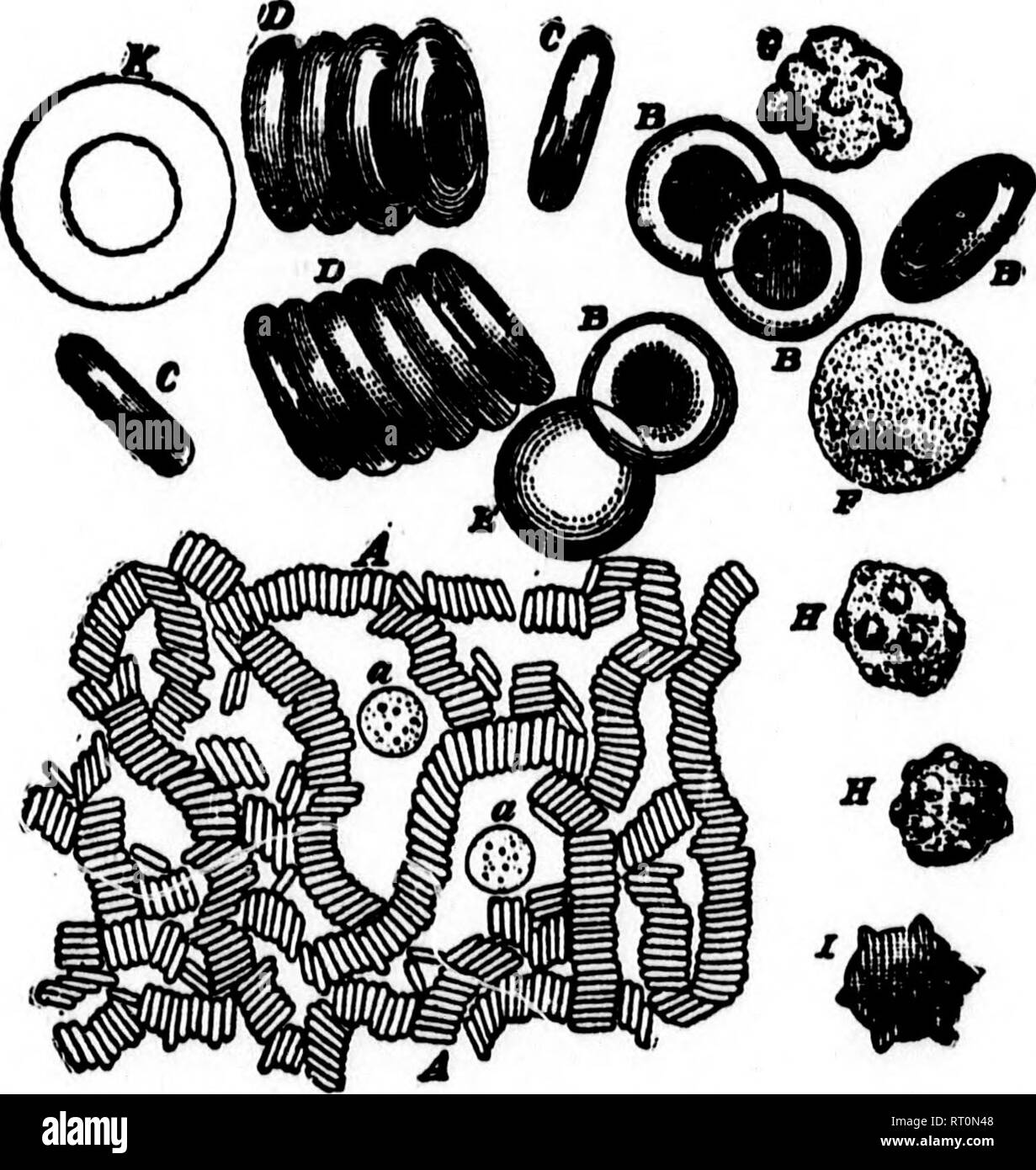 . Öffentliche Schule Physiologie und Mäßigung [microform]. Physiologie; Nervensystem; Erste Hilfe bei Krankheit und Verletzung; Physiologie;, Système Nerveux; Premiers soins. 80 PEYSIOLOGY UND MÄSSIGUNG. CHAPTEE VI. Zirkulation. 1. Das Blut - das Blut ist das Lebenspendende Flüssigkeit, die jeden Teil des Körpers durchdringt, außer die Kutikula, Haar, Nägel, etc. Die durchschnittliche Menge im Körper ist gleich abnut 1-13 der Körper-Gewicht; darum, ein Mann. FiQ. 26.- Blut C! orpu 8 Cles: A, MA/nifled ca. 400 Durchmesser. Die roten Blutkörperchen, sich in Rollen angeordnet haben, ein, eine, weisse Blutkörperchen. B, rot Adr Stockfoto