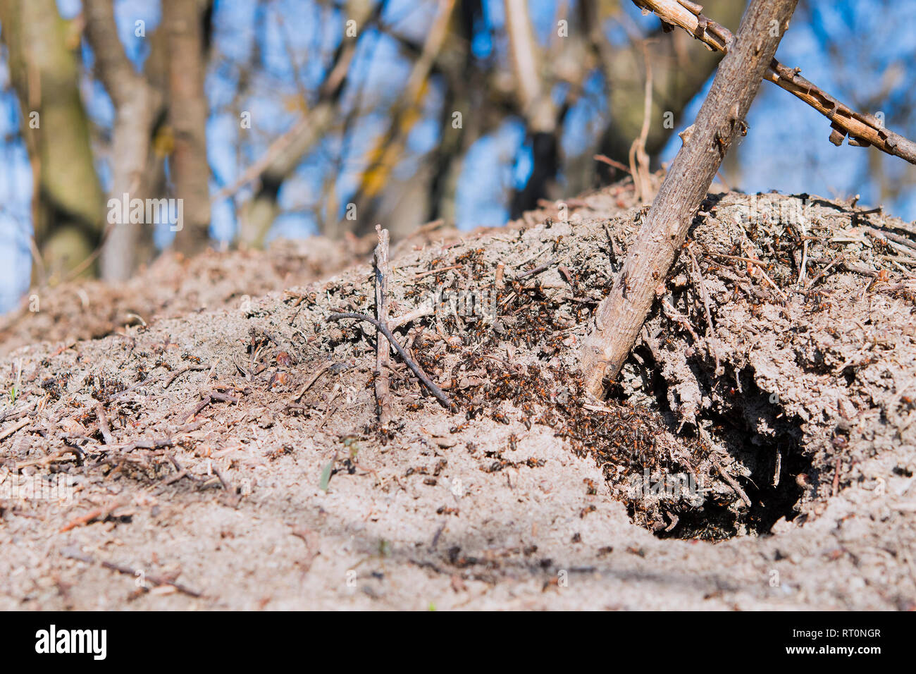 Ameisenhügel im Wald Szene. Wald Ameisenhaufen. Ameisenhaufen im Frühjahr Wald Szene Stockfoto
