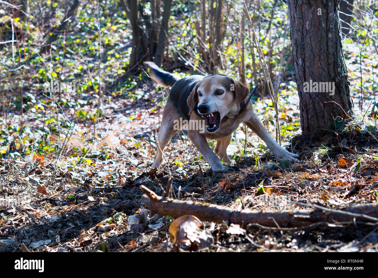 Hund Hund im Wald Stockfoto