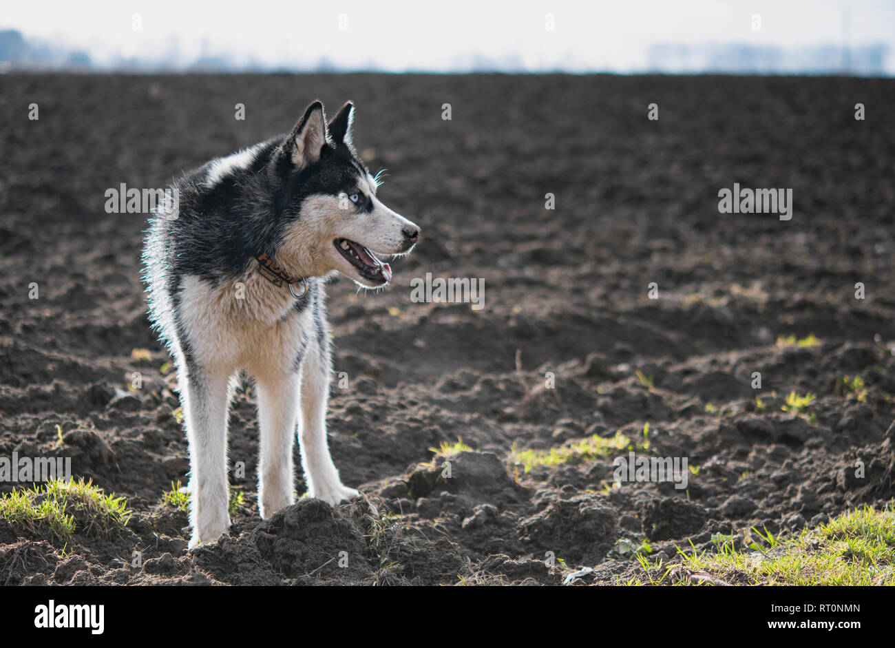 Siberian Husky im Frühjahr Feld Stockfoto