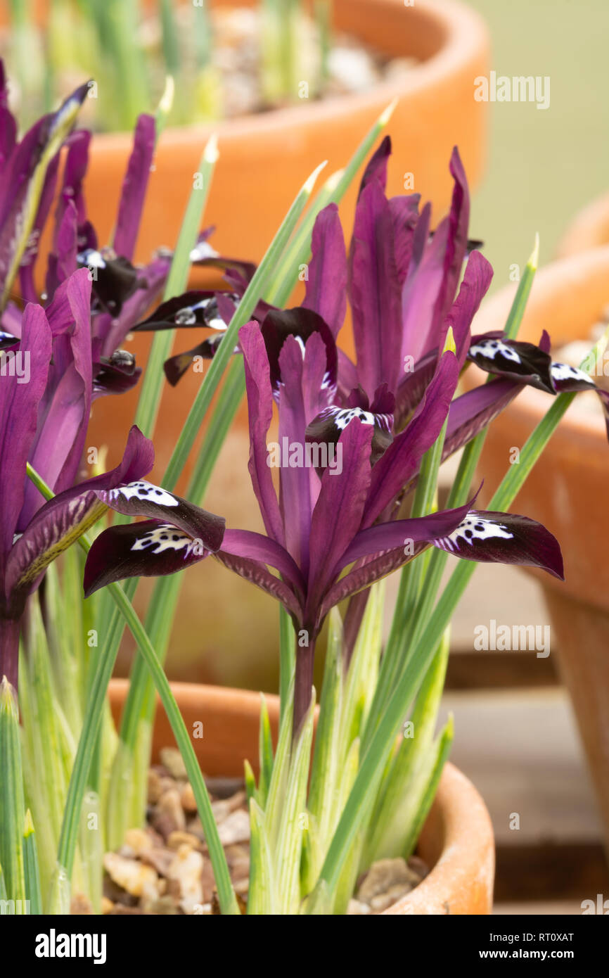 Iris Reticulata 'Pauline' Stockfoto