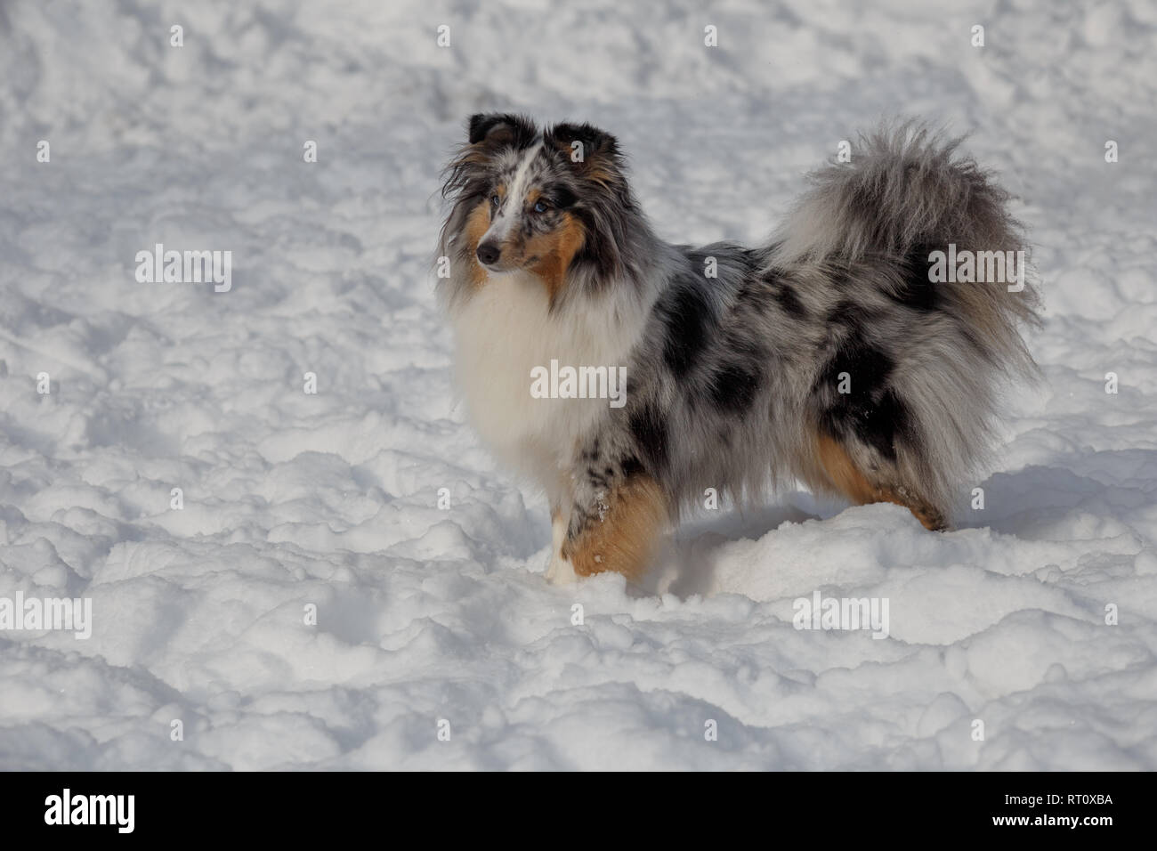 Süße blue merle Shetland sheepdog Welpen steht auf einem weißen Schnee.  Shetland Collie und sheltie. Heimtiere. Reinrassigen Hund Stockfotografie -  Alamy