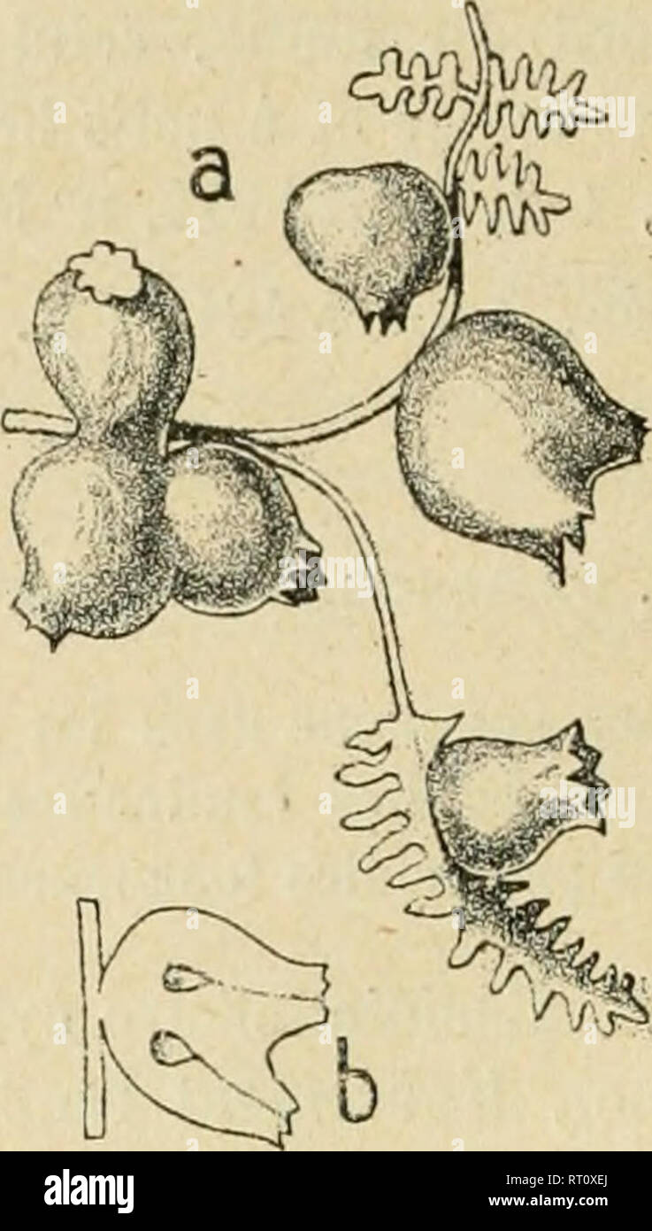 . Annales de la Société entomologique de France. Insekten; Entomologie. 176 C. HOUARD. S. niedrig. 1870. S. 8!" n"') 13; Darboux et llouard, 1!) 01. S. 20. n" 134. ;{9-40; HuLiard. 1!Ich 0!), t.I, S. I> 8 G. iv; J720, lig. 12!) o-12! l5.. Achillea sp. Rhopalomyia millefoHi (N306). Abb. 357 (o). - Cécidies à Divers étals de développement (d'ap. Frauenfeld; Gr. 0,8). Abb. 358 {b). - Abschnitt en Ionen de deux cécidies. en partie fusionnées^d'ap. Frauenfeld; Gr. 0,8). Pyrethrum santolinoides DC. (Tanacetum sinaicum Dolile^. Plante d'Arabie. 307. Rhopalomii'ui. - Cécidies ovoïdales Stockfoto