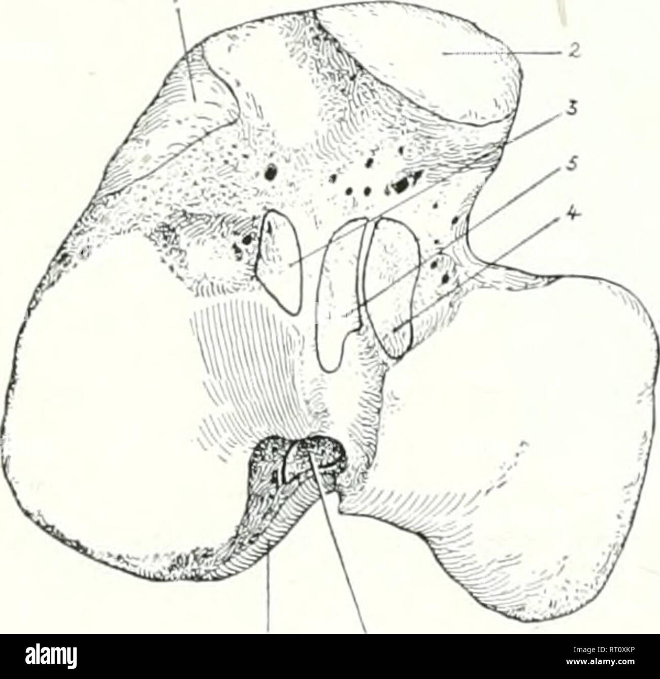 . Die Anatomie der Haustiere. Veterinär Anatomie. Mf 'dial incniacKS Abb. 2.) n.-Si&gt; r und posterior cruciate lig; seitlichen Meniskus: 5, 5', anterior Bänder und seitliche, dabei ist das schienbein Bänder. Ant&lt; Ende des rechten Schienbeins w3, posterior Ligament von l; i, Groove für poplite SCI, etc. edial Meniskus; 4, femoral Kreuzband der Sehne; 7, Wirbelsäule von Tibia; S, 9, medial es vers die Sehne des Ursprungs der popliteus Muskel, Bursa zwischen den beiden zwischengeschaltet werden; ein weiteres Bursa ist zwischen dem unteren Teil der Bänder und die Marge der lateralen Kondylus des Schienbeins. T Stockfoto