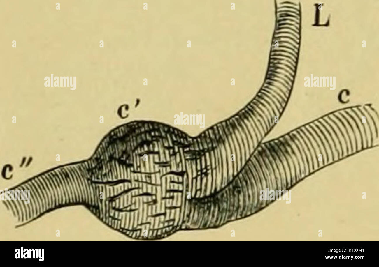 . Die Anatomie der Frosch. Frösche - - Anatomie; Amphibien - Anatomie. 224 Das GEFÄSSSYSTEM. Wände eine mehr oder weniger Spong-y-Struktur; der Muskel-Fasern nicht quer gestreift (Hoffmann). a. Die mehrsprachigen Arterie [Arteria Ihigualu, Arteria lingualis, Arteria hyoidea - liyoUlea), (Abb. - s. 143/, 144 L) entsteht, b}^ zwei Wurzeln von der inneren Oberfläche der A. carotis g - Land, und Kurse leitet und in-Stationen, suj) ausüben - verzweigt in die Schilddrüse und die Mtisciill genioJiT/oidei, an der ventralen Oberfläche der hyoid; eine andere weiter nach vorn auf den äußeren Rand des M. hyoglossus Kleie zu liefern Stockfoto