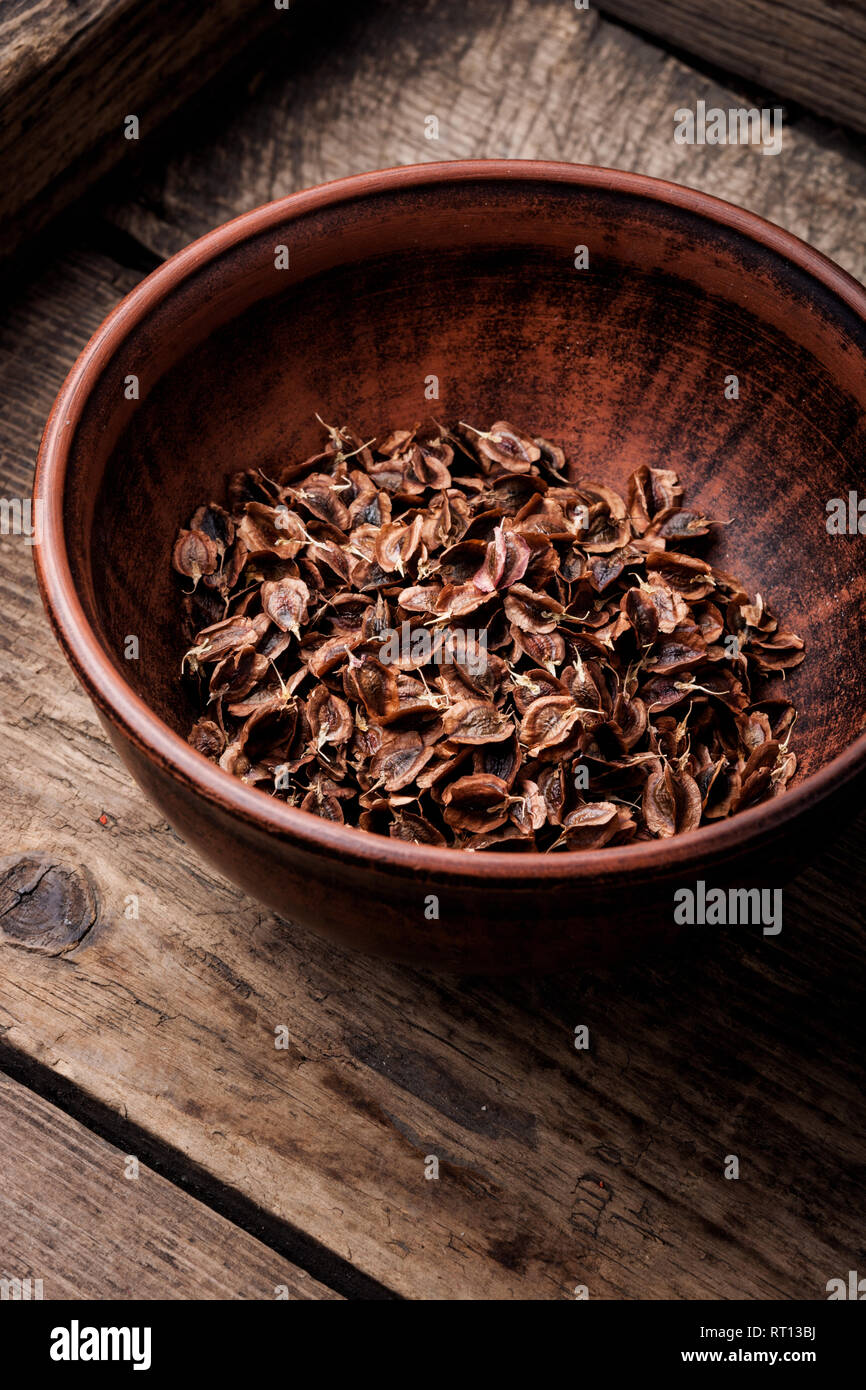 Rhabarber Samen auf einen hölzernen Tisch. Samen Vorbereitung zur Aussaat Stockfoto