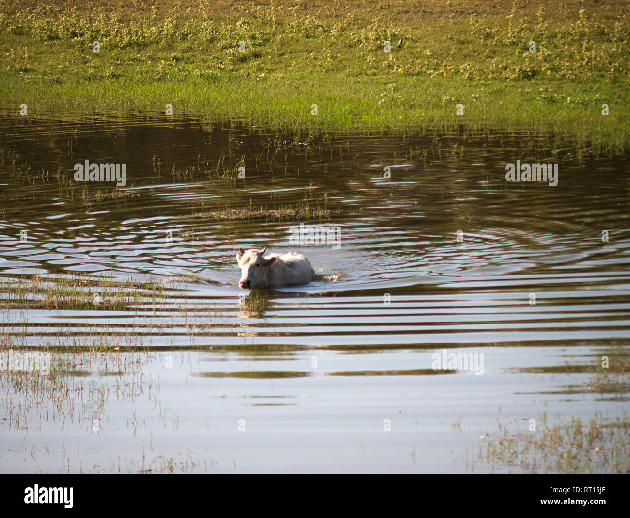 Eine weiße buffolo Kreuzung Wasser in Kerkini See, Griechenland. Stockfoto