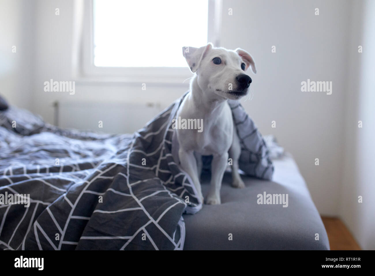 Portrait von Hund sitzen auf dem Bett zu Hause. Stockfoto