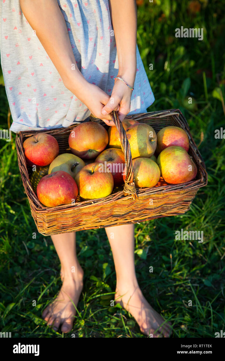 Kleines Mädchen, barfuß auf einer Wiese Holding wiccurbasket von ausgewählt Äpfel, Teilansicht Stockfoto