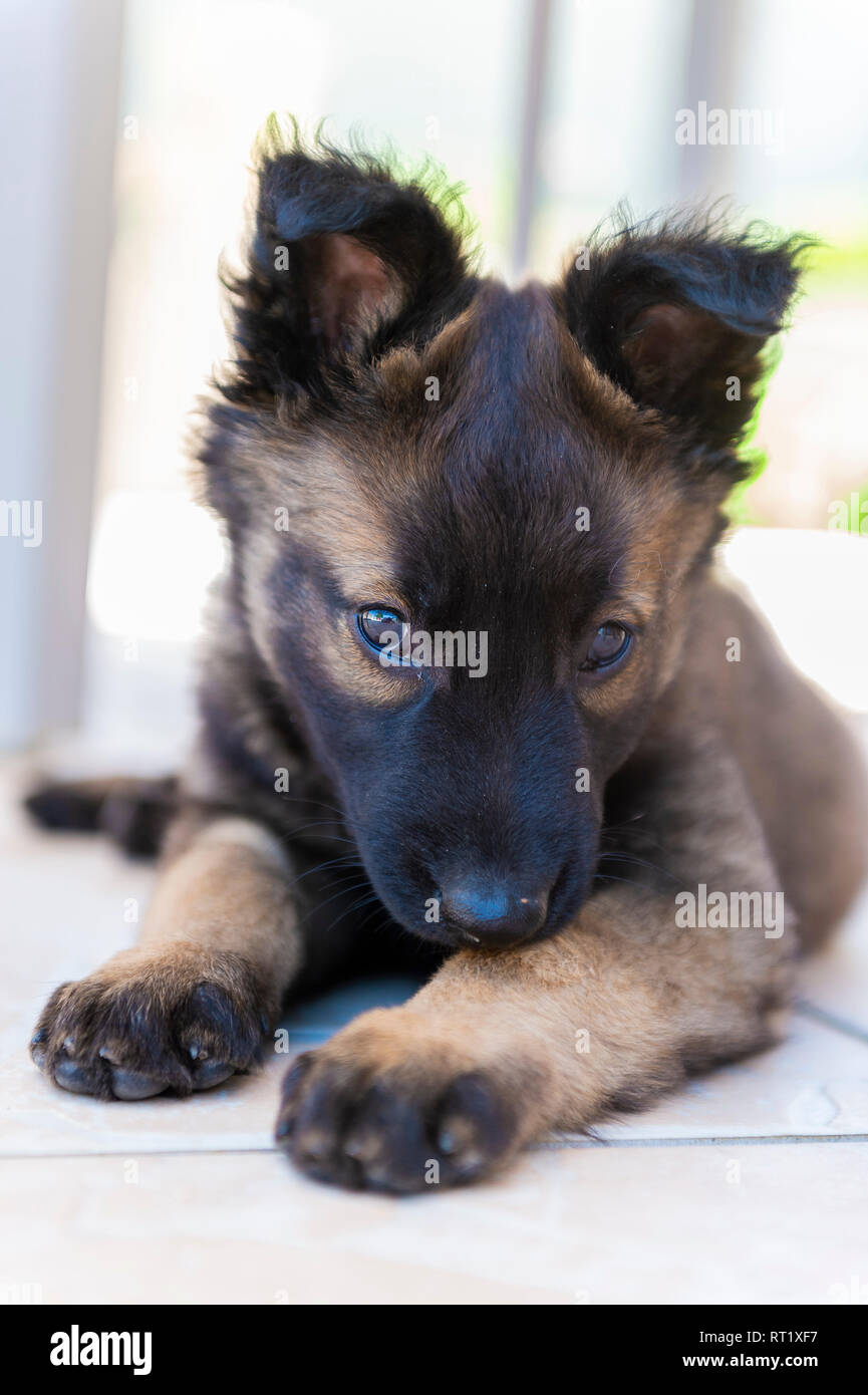 Chiot Malinois Berger Belge Stockfotografie Alamy