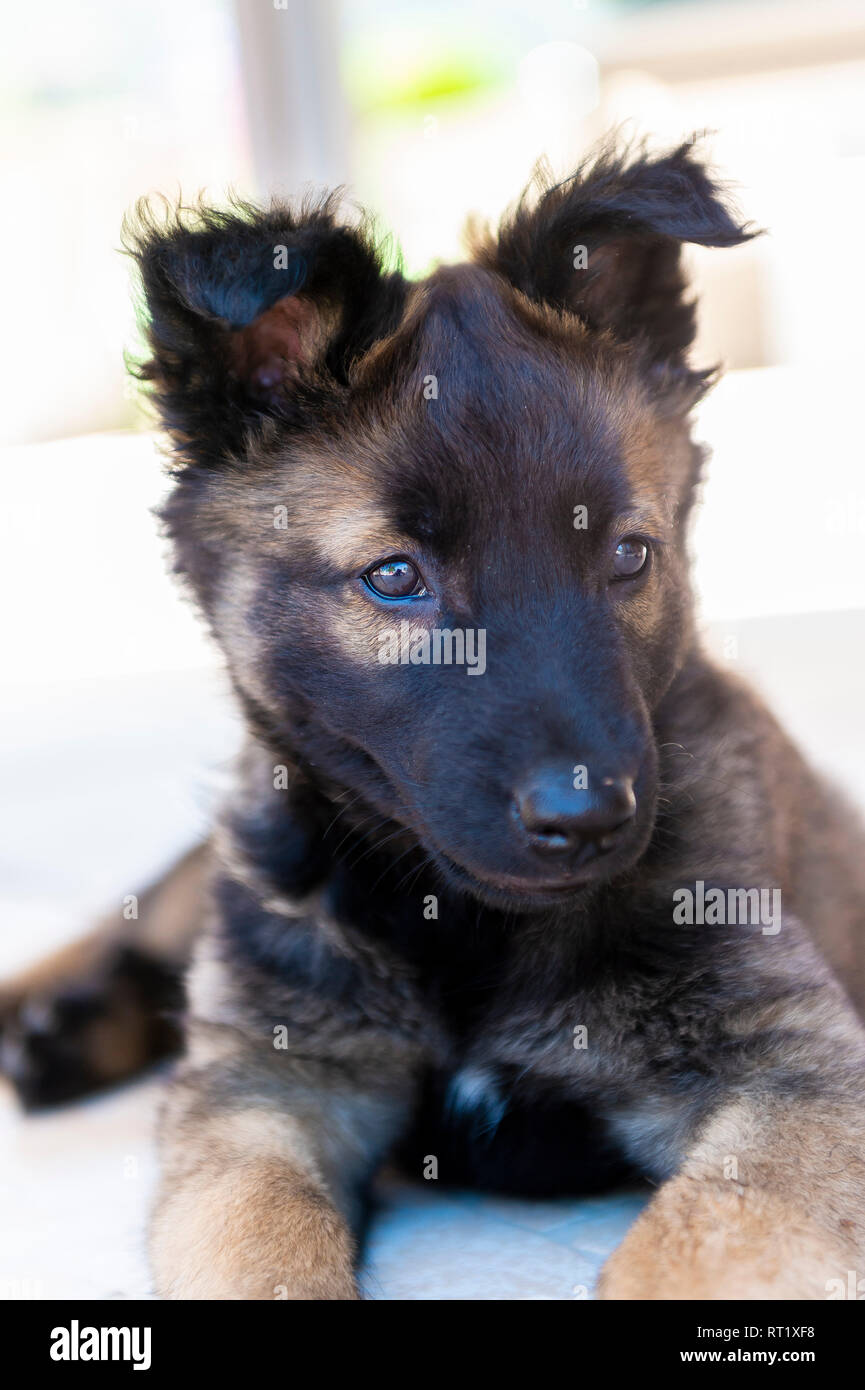 Chien Noir Stockfotos Und Bilder Kaufen Alamy