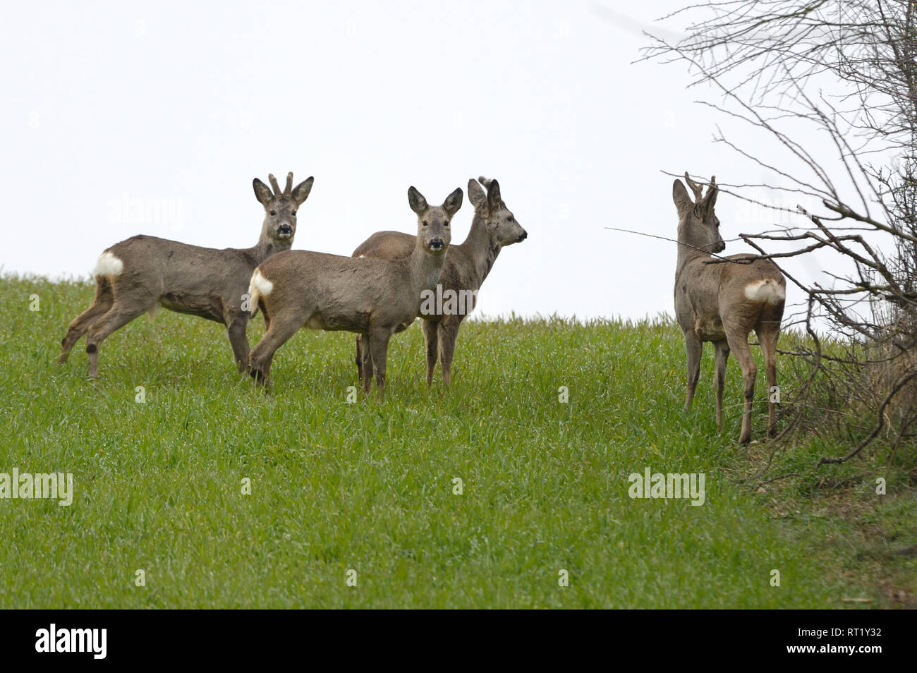 Lepus europaeus, Feld Rehe, Frühling, Natur, Schalenwild Tier, Rehe, Hirsche, Rehe auf dem Feld, Rehe im Fell ändern, roe Stockfoto