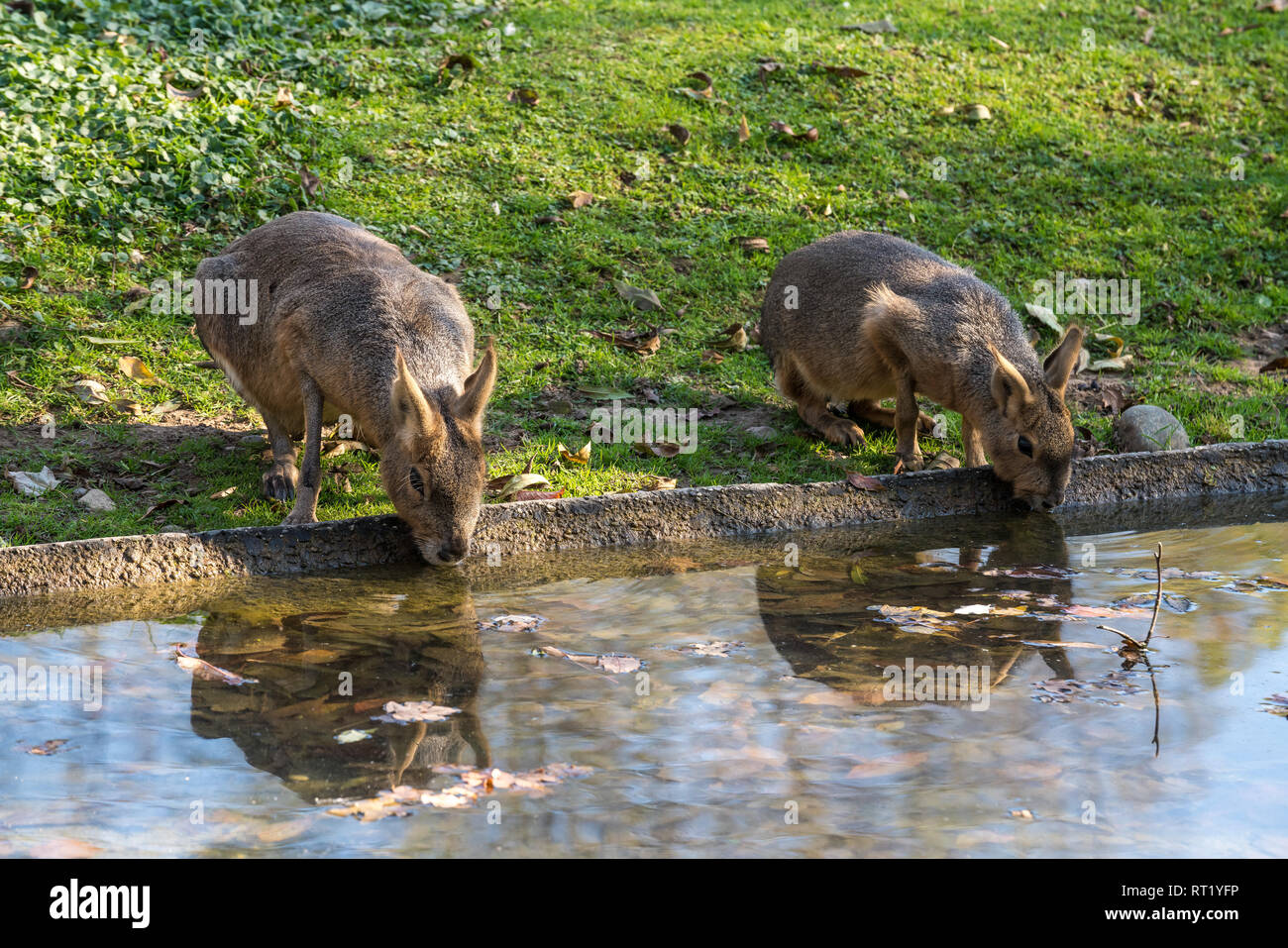 Patagonian Mara, Dolichotis patagonum. Diese großen Verwandte der Meerschweinchen sind in der patagonischen Steppe Argentiniens, sondern leben in anderen Bereichen Stockfoto