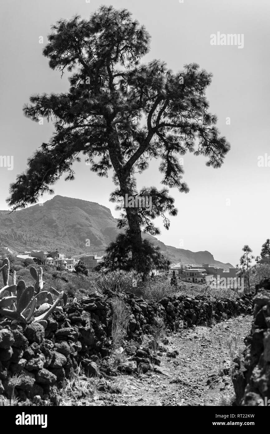 Die Kanarische Pinie, Pinus canariensis, entlang des Camino real Wanderweg in der Nähe von Tamaimo, Santiago del Teide, Teneriffa, Kanarische Inseln, Spanien Stockfoto