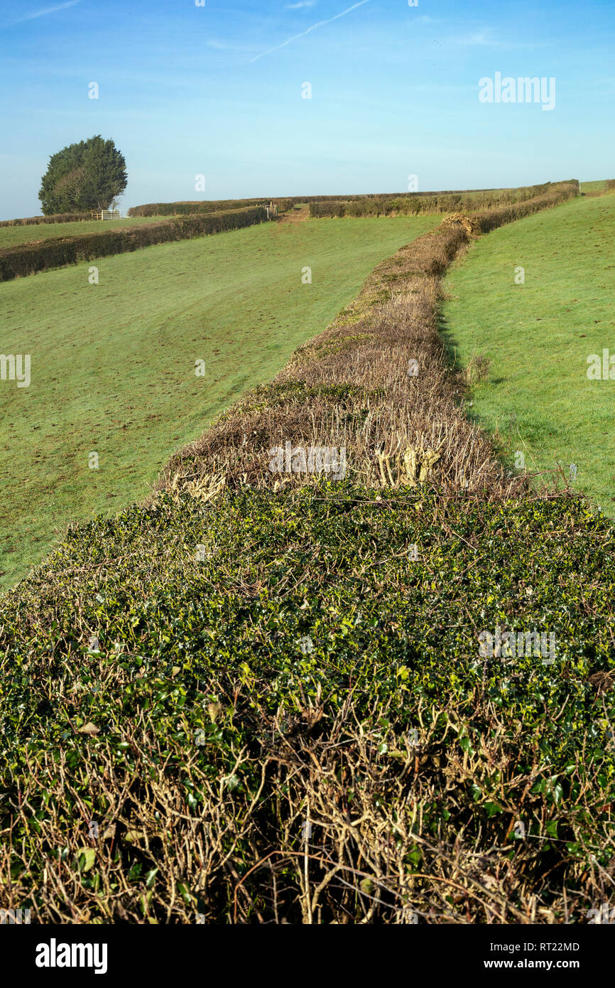 Hedge, UK, Landwirtschaft, Landwirtschaft, Tier, Farbe Bild Zuschneiden - Anlage, Devon, Leer, England, englische Kultur, Bauernhof, Tor, Grün, Stockfoto