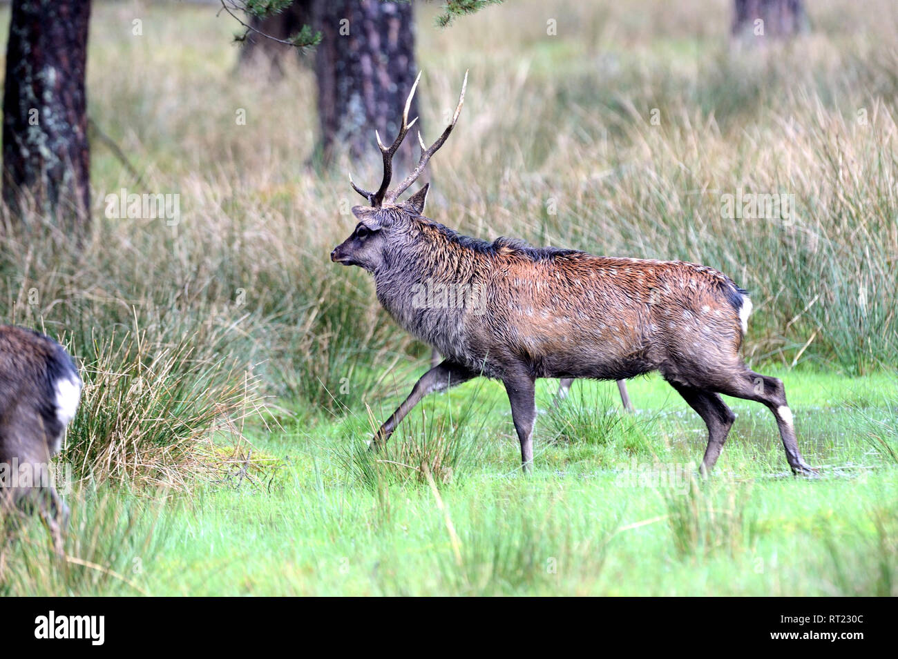 Asiatische Rehe, Hirsche, asiatischen Brunftzeit der Sikahirsche, Cerviden,  Cervus Nippon, geweih Inhaber, Hirsche, Rehe, Sika, Sikahirsch,  Sikahirsche, Sikarhir Stockfotografie - Alamy