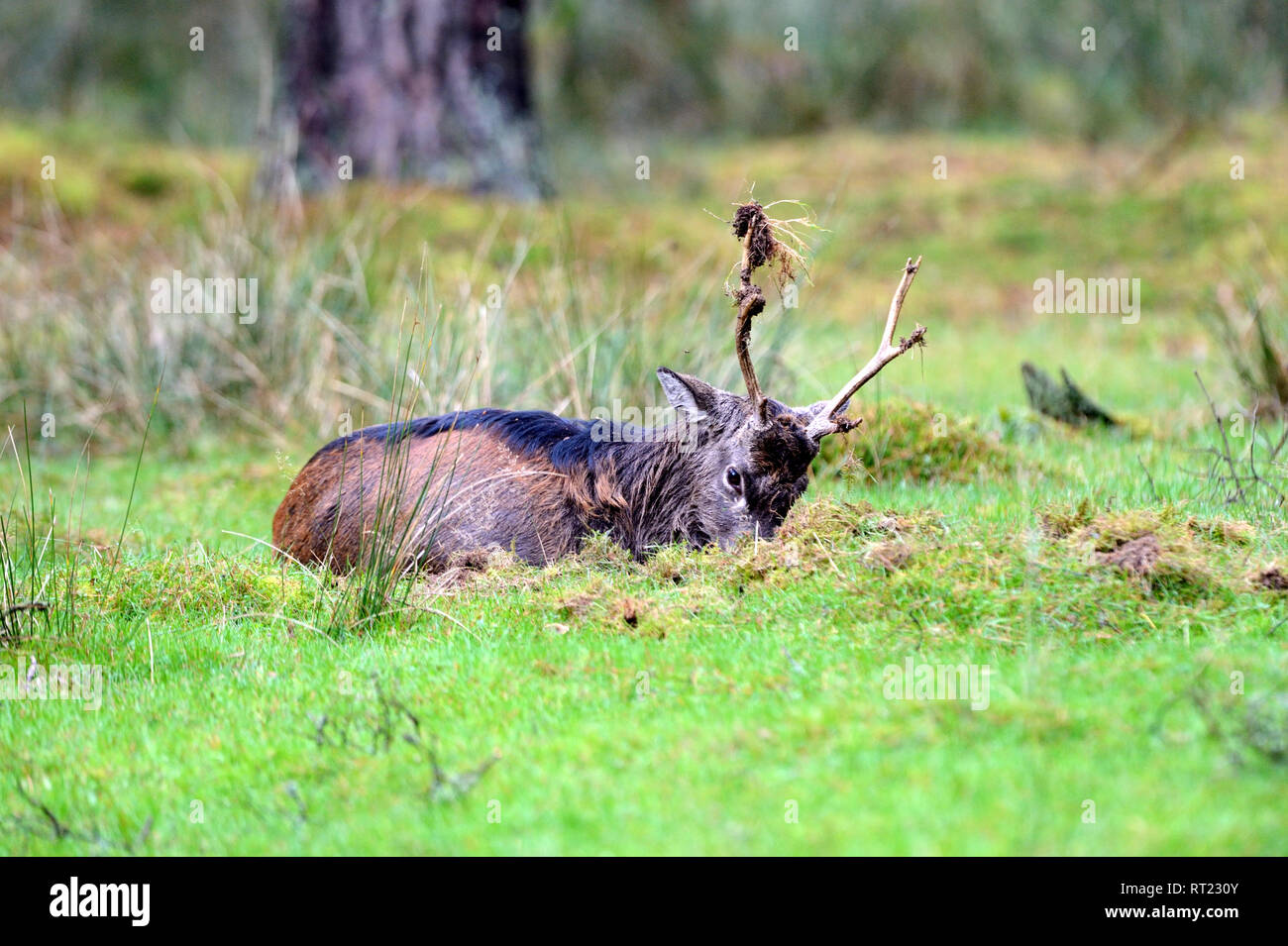Sikahirsche -Fotos und -Bildmaterial in hoher Auflösung – Alamy