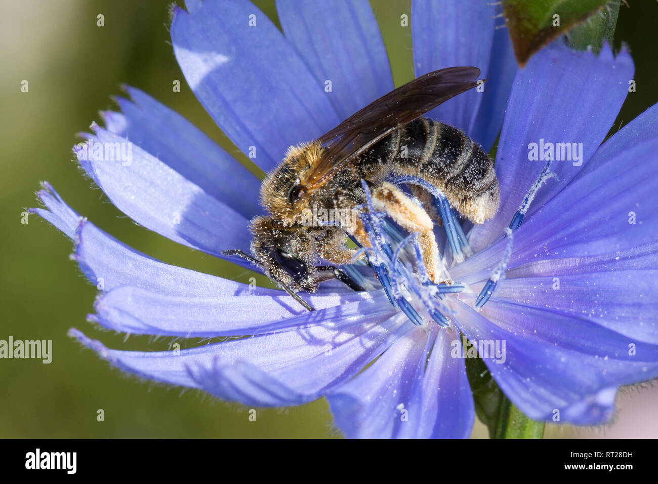 Sechsbindige Furchenbiene, Weißbindige Furchenbiene, Furchenbiene, Blütenbesuch ein Wegwarte, vgl. Halictus sexcinctus, 6-Gebändert Furche Biene, Furchenbi Stockfoto